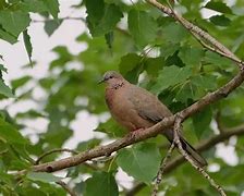 Mimpi Dapat Burung Perkutut