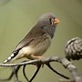 Perbedaan Zebra Finch Timor Dan Australia